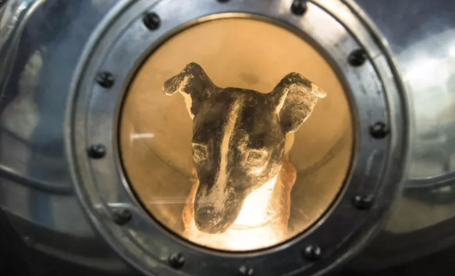 Η αδέσποτη σκυλίτσα Λάικα, που βρήκαν οι επιστήμονες στους δρόμους της Μόσχας, ήταν το πρώτο ζωντανό που πήγε στο διάστημα