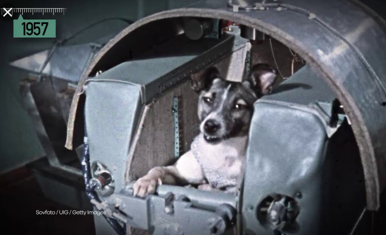 Η αδέσποτη σκυλίτσα Λάικα, που βρήκαν οι επιστήμονες στους δρόμους της Μόσχας, ήταν το πρώτο ζωντανό που πήγε στο διάστημα